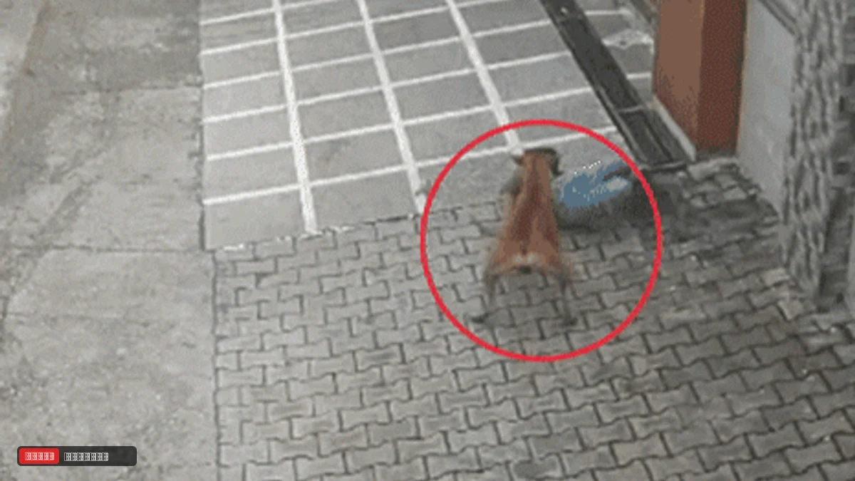 अंबाला में आवारा कुत्ते का मासूम बच्चे पर खौफनाक हमला, CCTV में कैद हुई दहशत; निगम की व्यवस्था पर उठे सवाल