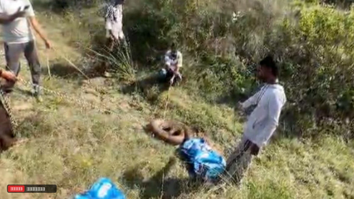 13 फुट लंबा, 93 किलो वजनी....हरियाणा में विशालकाय अजगर को पकड़ने में छूटे पसीने, वंदे मातरम् दल ने 2 घंटे बाद मोरनी के जंगलों में छोड़ा