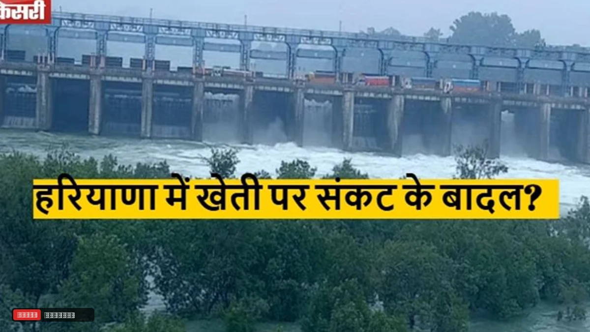 हरियाणा में खेती पर संकट के बादल? भाखड़ा में 38 और पौंग बांध में 22 फीट घटा जलस्तर...किसानों की बढ़ी टेंशन