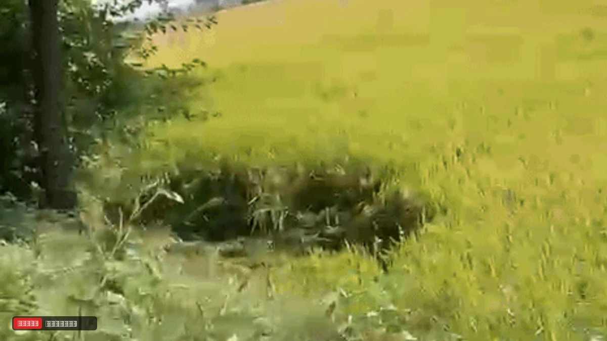 जींद में राजस्व अधिकारियों की बड़ी लापरवाही: कोर्ट स्टे के बावजूद जमीन का इंतकाल करने पर नायब तहसीलदार सहित 3 पर FIR