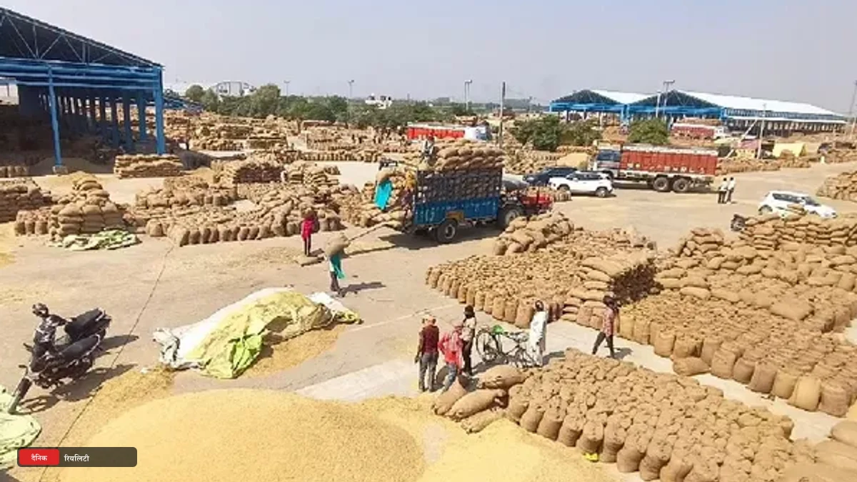 कैथल मंडियों में धान के भावों ने तोड़े रिकॉर्ड, मुच्छल 4900 और 1718 किस्म 4850 प्रति क्विंटल पार; किसानों के चेहरे खिले
 - kaithal paddy prices rise mucchal 1718 varieties higher