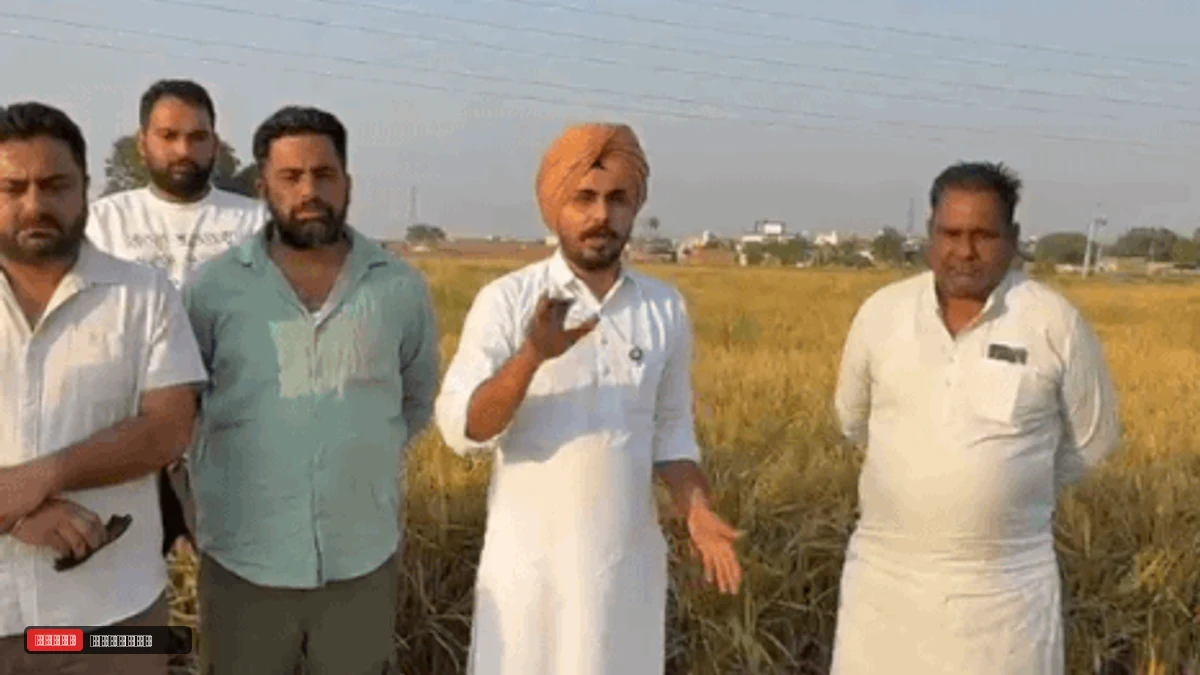जोहड़-मकान की छत पर धान दिखा कराया पोर्टल वेरिफिकेशन:  कुरुक्षेत्र की मंडियों में 32 लाख की फर्जी फसल बिकी; आढ़ती को नोटिस - Kurukshetra News