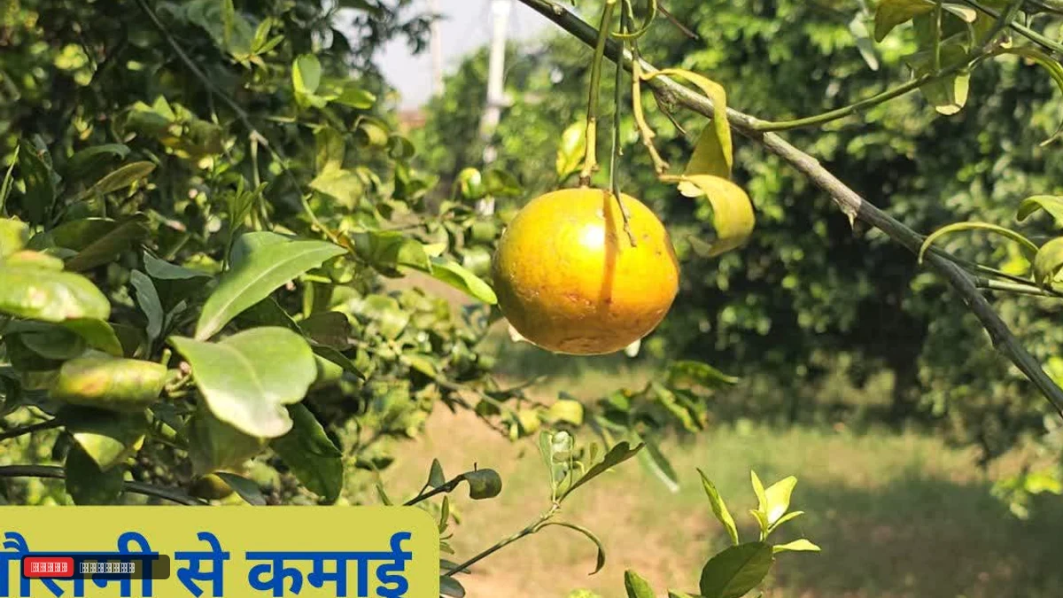 नूंह की रेतीली मिट्टी में उग रही मुनाफे की मिठास, मेवात में लहलहा रहे मौसमी के बाग, किसानों को हो रही लाखों की कमाई