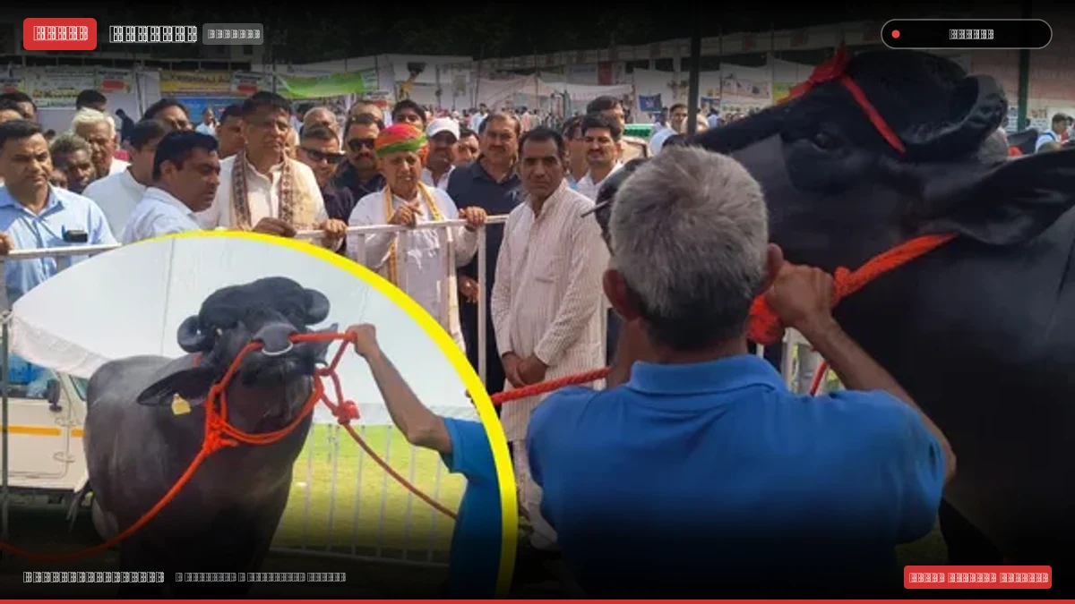 पानीपत के पशुपालक नरेंद्र सिंह का 15 करोड़ का मुर्रा झोटा 'विधायक' बना हसनपुर मेले का मुख्य आकर्षण