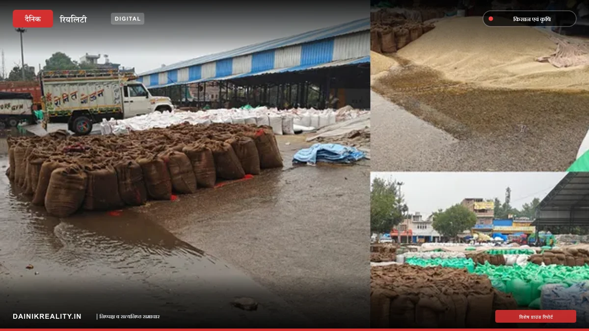 रेवाड़ी अनाज मंडी में तेज बारिश से भीगा सैकड़ों क्विंटल बाजरा, किसानों की मेहनत पर फिरा पानी